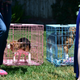 Three of five beagles are lined up in separate cages waiting to be released for their first-ever stroll on grass. They recently were released from a testing laboratory where they had been used for research studies.
